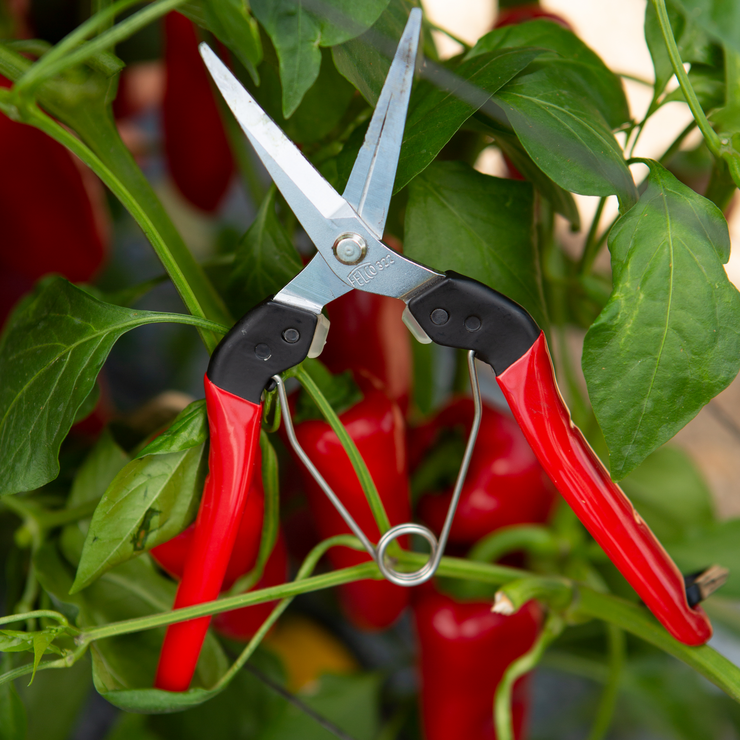 The Green Thumb
