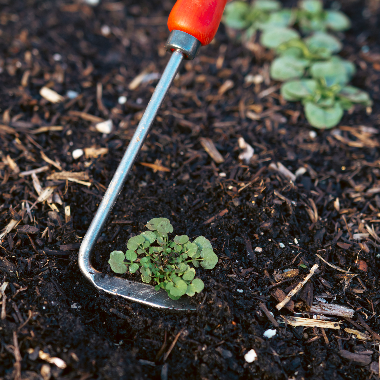 The Green Thumb